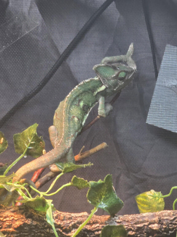 Female veiled chameleon