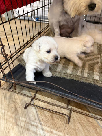 Beautiful West Highland Terrier puppies.