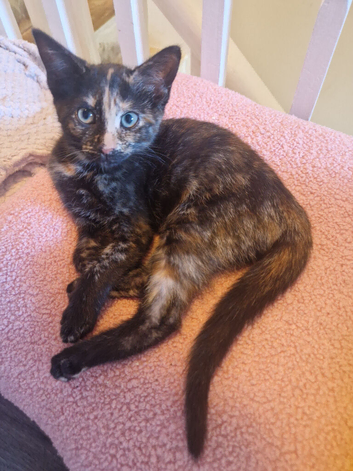 Kittens for sale 3x 14 weeks and 2x 10 weeks