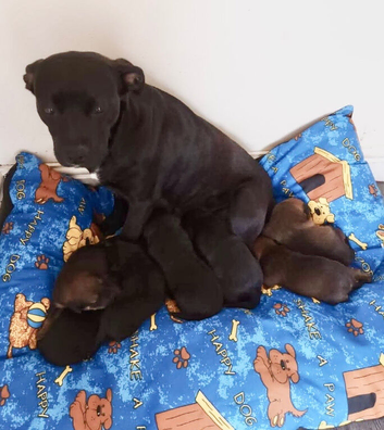 Looking for forever homes for our 5 beautiful little boys