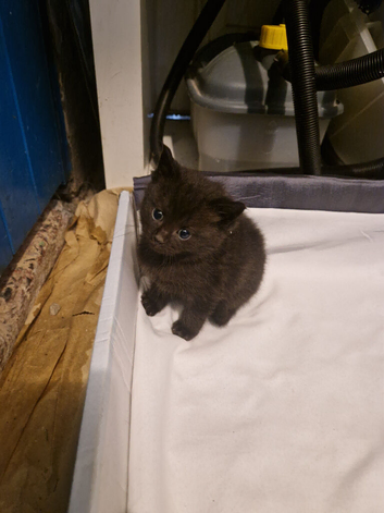 Black and black and white kittens