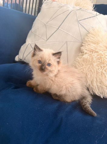1 left Seal bicolour & seal point ragdolls