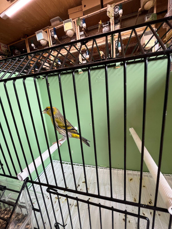 Siskin mule