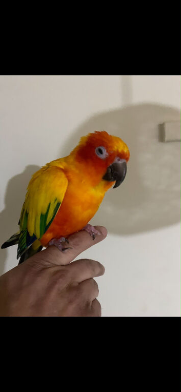 Baby sun conure