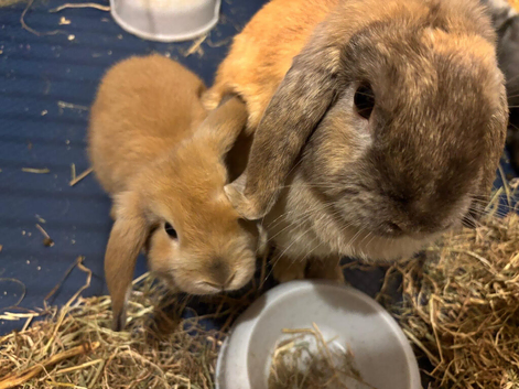 Gorgeous Mini Lop Babies Ready Now!