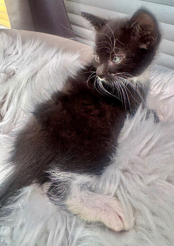 RAGDOLL X BOY READY NOW