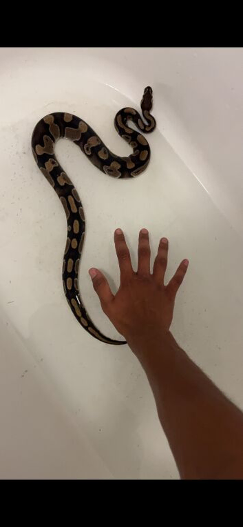Wild type royal python