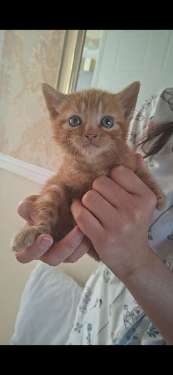 Kittens