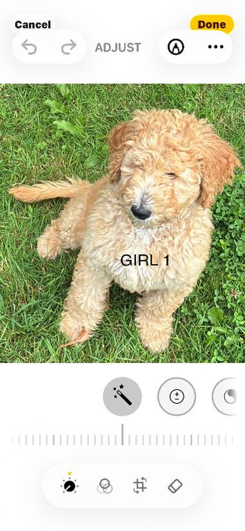 Golden Doodle Puppies f2b Ready Now
