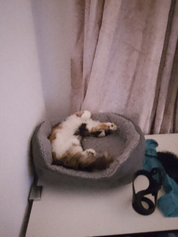 Maine coon mixed