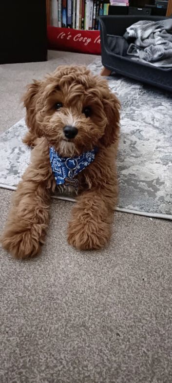 Teddy bear cavapoo