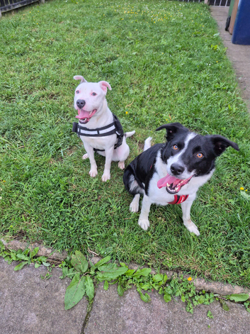 Staffie x Lurcher