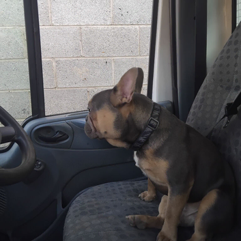 French bulldog