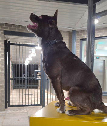 Frenchie cross collie Rolo
