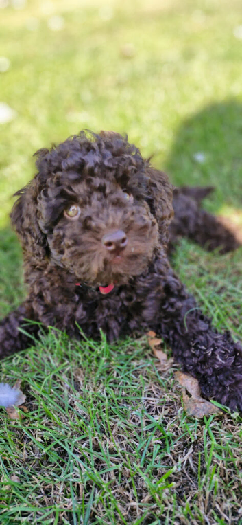 Gorgeous KC REG chocolate toy poodle pups