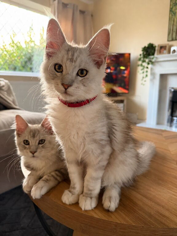 16 week Tica Maine coon