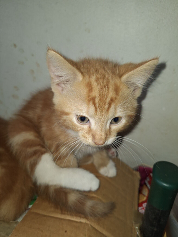 3 gorgeous kittens ready for a new home
