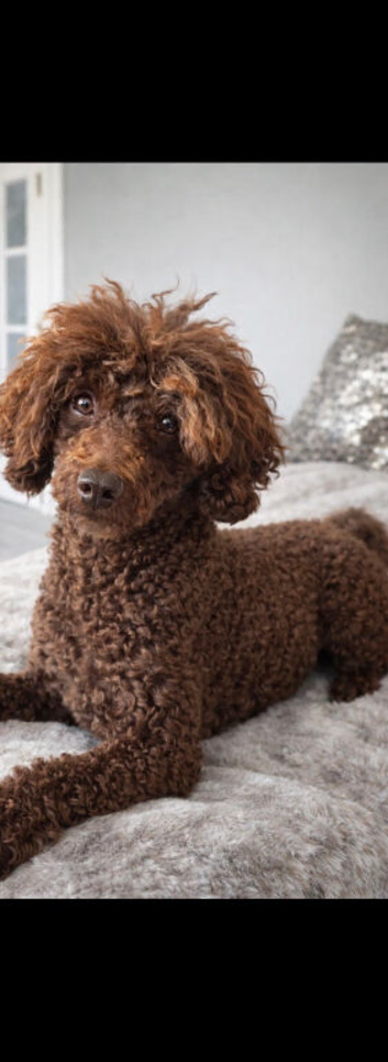 STUD!! Kc chocolate toy poodle