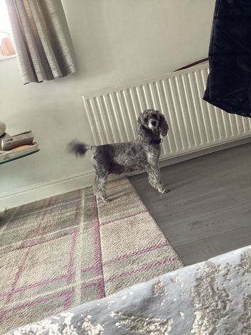 Kennel club toy poodles