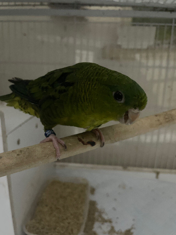 lineolated (linnies) proven pair