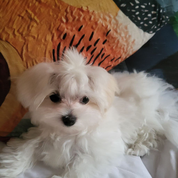Korean Maltese Puppy male