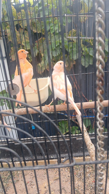 Mixed canaries