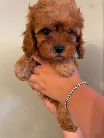 F1 Toy Fully Health Tested Girl Cavapoo&rsquo;s
