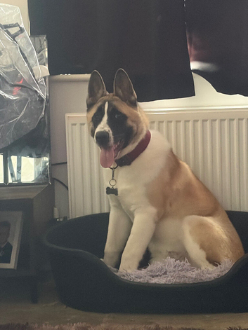 7month old pup