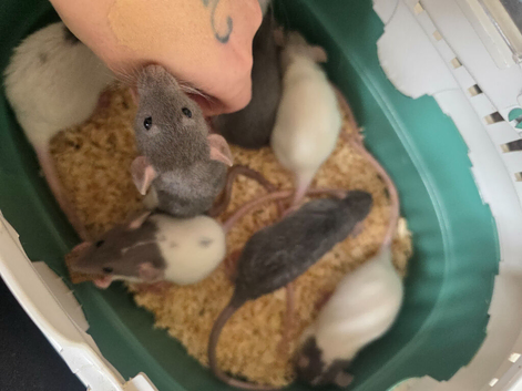 Handtame baby dumbo rats, Rex & Smooth coat. 5* homes only