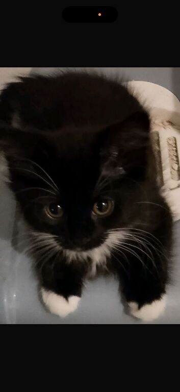 Long haired kittens ready now