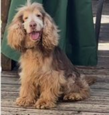 Cocker Spaniel at stud. KC registered.
