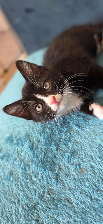 Beautiful loving male kittens for sale
