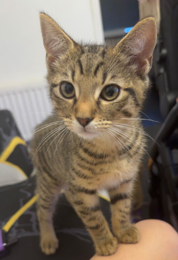 Kiteen tabby