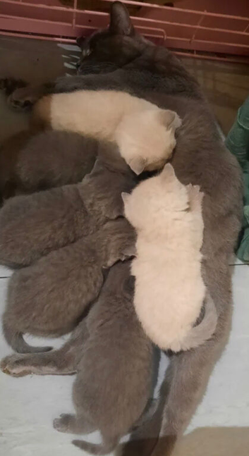 British shorthair kitten