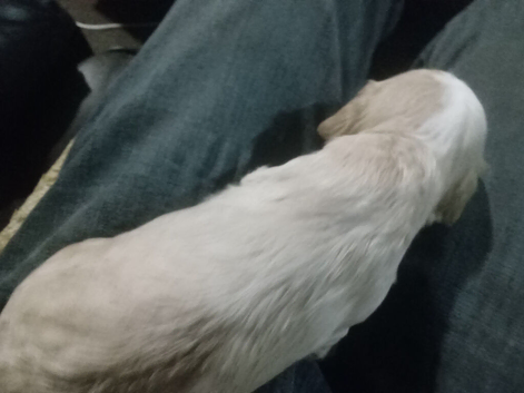 Cockerpoo