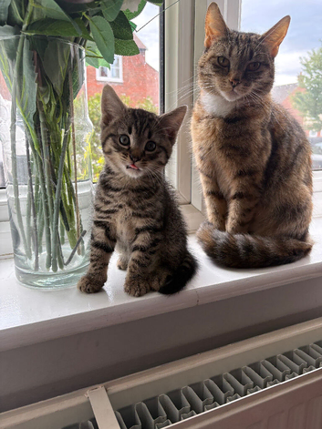 ONE MALE KITTEN READY NOW