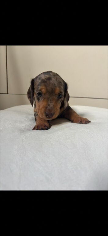 Miniature dachshund puppies