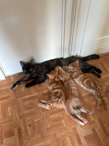 Ginger kittens