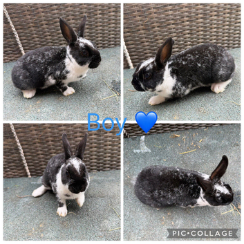 1 Stunning Mini Rex Buck