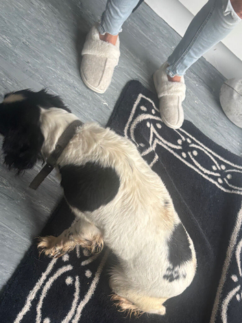 Springer spaniel