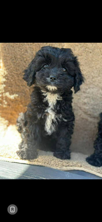 Cavapoo puppie