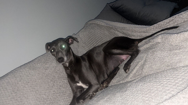 Blue whippet puppies