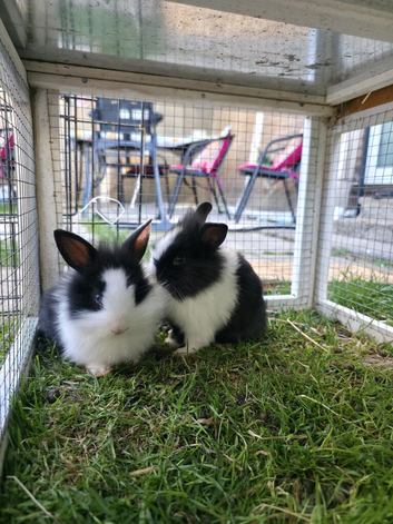 Baby bunnies - ready in 1 week