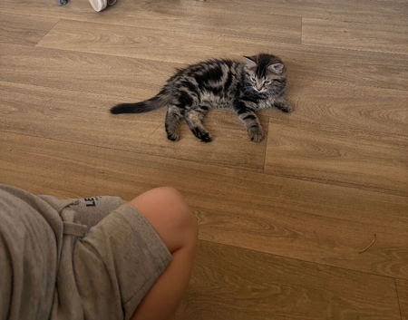 11 week old long haired male kitten