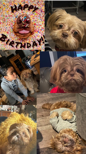 Imperial Shih Tzu
