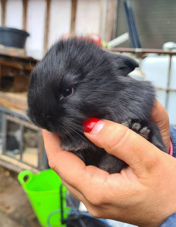 Lionhead x rabbit bunnies