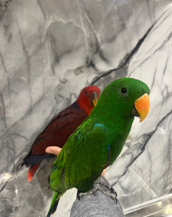 Handreared Stunning Tame Baby Eclectus Parrot