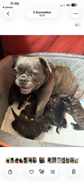 puppy s