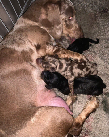 Stunning Miniature Dachshund Puppies