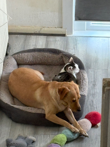 Looking to rehome